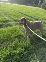 Haven, a female English Bulldog for sale in Iowa City, IA – 3 of 8