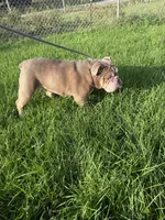 Haven, a female English Bulldog for sale in Iowa City, IA – 6 of 8