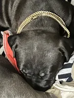 Zoey, a female American Pit Bull Terrier for sale in Harlem, NY – Photo 2 of 3