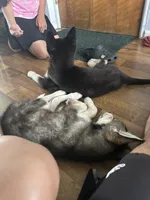 Don’t have any , a female Siberian Husky for sale in Downers Grove, IL – 1 of 2