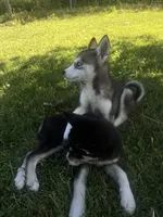Don’t have any , a female Siberian Husky for sale in Downers Grove, IL – 2 of 2