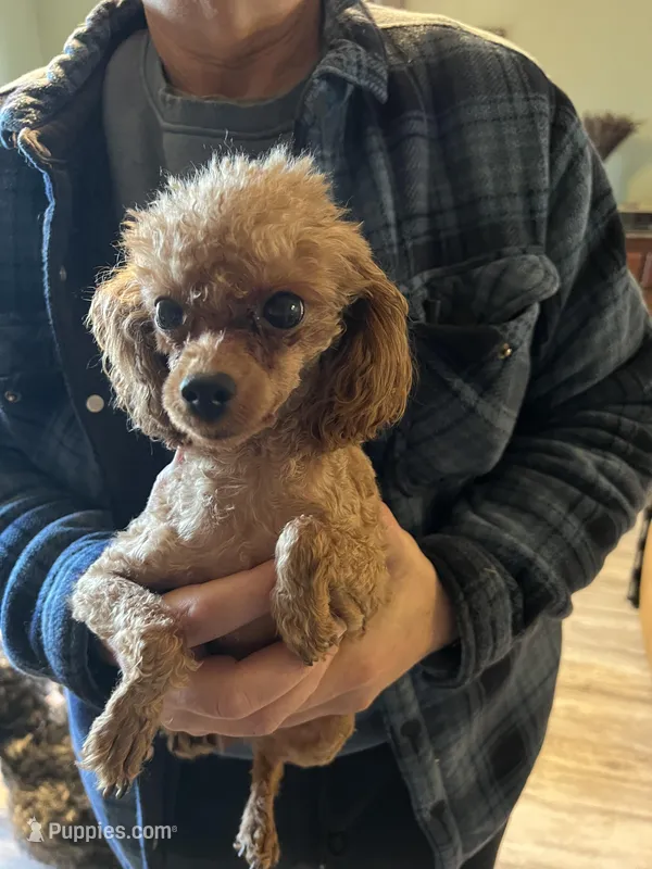 Reba, a female Poodle - Toy  for sale in Ithaca, MI – Photo 1 of 1