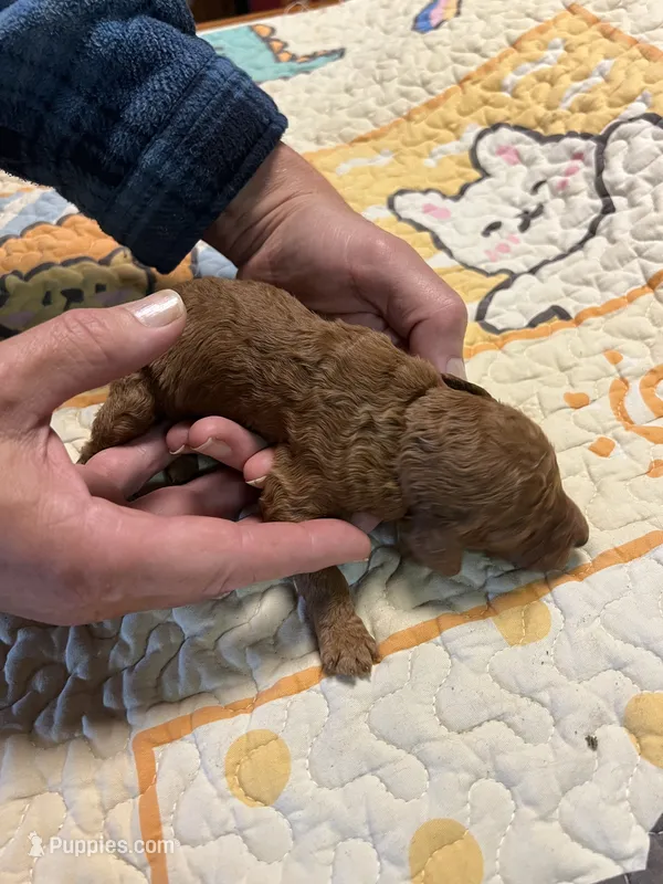 F1b Goldendoodle sold