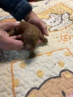 F1b Goldendoodle sold, a female Goldendoodle for sale in Ithaca, MI – Photo 2 of 3