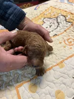 F1b Goldendoodle sold, a female Goldendoodle for sale in Ithaca, MI – Photo 3 of 3