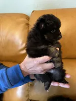 Akc female, a female Pomeranian for sale in Ithaca, MI – Photo 4 of 7