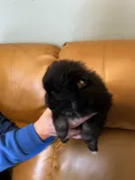 Akc female, a female Pomeranian for sale in Ithaca, MI – Photo 3 of 7