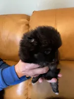 Akc female, a female Pomeranian for sale in Ithaca, MI – Photo 5 of 7
