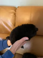 Akc female, a female Pomeranian for sale in Ithaca, MI – Photo 2 of 7