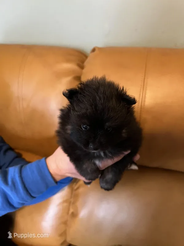 Akc female – Pomeranian puppy for sale in Ithaca, MI