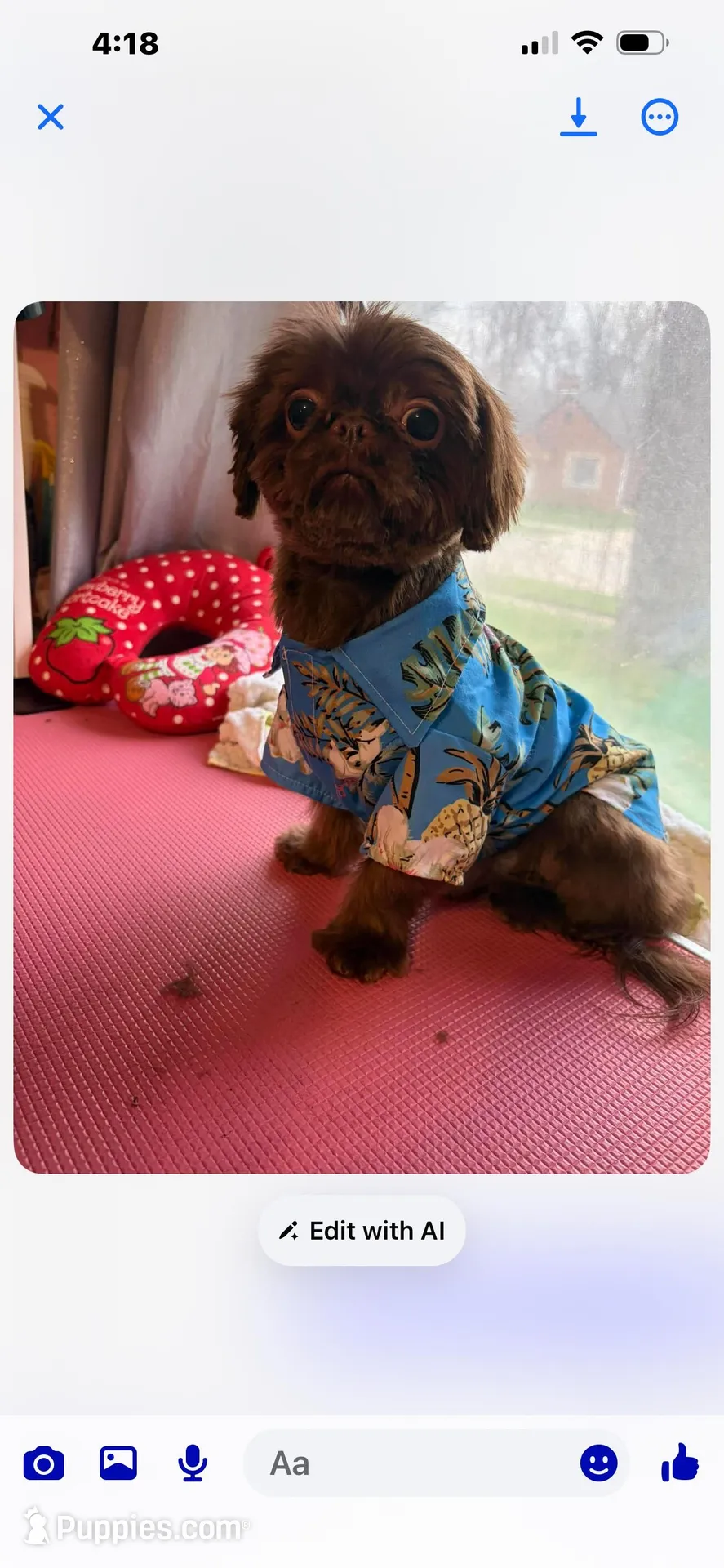 Female ShihTzu , a female Shih Tzu for sale in Ithaca, MI – Photo 6 of 6