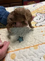 F1b 5 sold, a female Goldendoodle for sale in Ithaca, MI – Photo 2 of 3