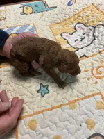 F1b 5 sold, a female Goldendoodle for sale in Ithaca, MI – Photo 1 of 3