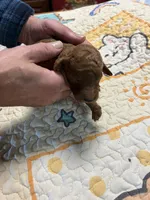 F1b 5 sold, a female Goldendoodle for sale in Ithaca, MI – Photo 3 of 3