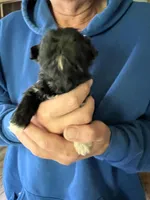 Female ShihTzu , a female Shih Tzu for sale in Ithaca, MI – Photo 3 of 6