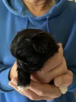 Female ShihTzu , a female Shih Tzu for sale in Ithaca, MI – Photo 4 of 6
