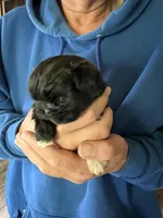 Female ShihTzu , a female Shih Tzu for sale in Ithaca, MI – Photo 2 of 6