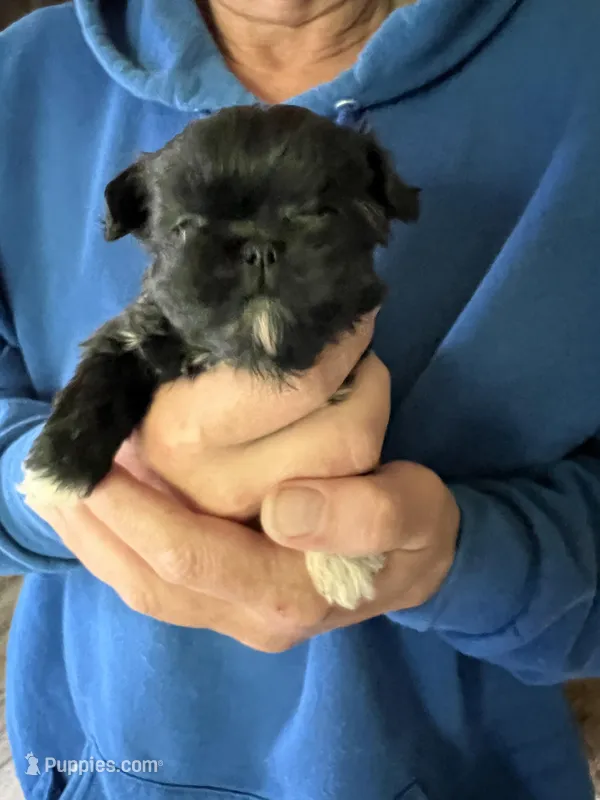 Female ShihTzu , a female Shih Tzu for sale in Ithaca, MI – Photo 1 of 6