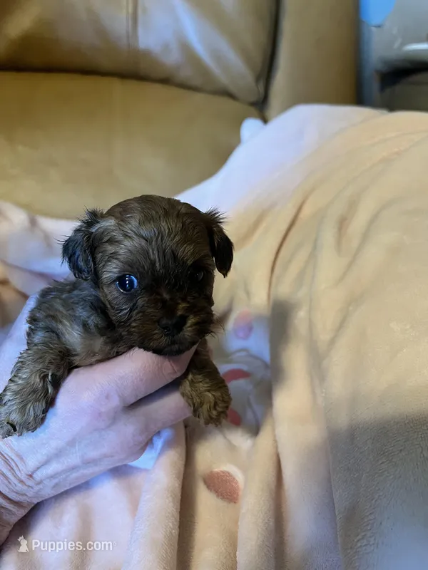 Pending, a female Shih Tzu for sale in Ithaca, MI – Photo 1 of 5