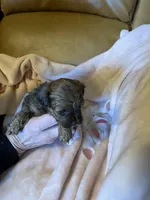 Pending, a female Shih Tzu for sale in Ithaca, MI – Photo 2 of 5