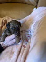 Pending, a female Shih Tzu for sale in Ithaca, MI – Photo 3 of 5