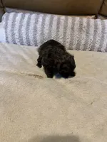 Female 2, a female Shihpoo for sale in Ithaca, MI – Photo 3 of 5