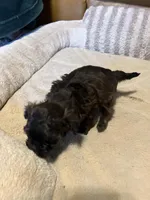 Female 2, a female Shihpoo for sale in Ithaca, MI – Photo 2 of 5