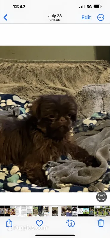 Chewy, a male Shih Tzu for sale in Ithaca, MI – Photo 1 of 1