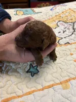 F1b 3 sold, a female Goldendoodle for sale in Ithaca, MI – Photo 3 of 3