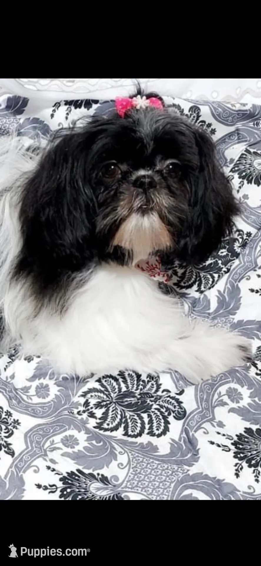 Female ShihTzu , a female Shih Tzu for sale in Ithaca, MI – Photo 5 of 6