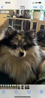 Akc male, a male Pomeranian for sale in Ithaca, MI – Photo 5 of 5