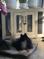 Akc male, a male Pomeranian for sale in Ithaca, MI – Photo 4 of 5