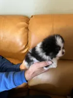 Akc male, a male Pomeranian for sale in Ithaca, MI – Photo 2 of 5