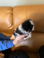 Akc male, a male Pomeranian for sale in Ithaca, MI – Photo 1 of 5