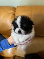 Akc male, a male Pomeranian for sale in Ithaca, MI – Photo 3 of 5