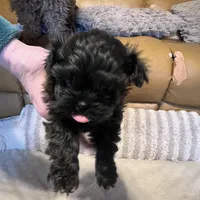 Female 1 pending, a female Shihpoo for sale in Ithaca, MI – Photo 1 of 5