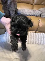 Female 1 pending, a female Shihpoo for sale in Ithaca, MI – Photo 1 of 5