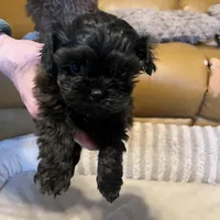 Female 1 pending, a female Shihpoo for sale in Ithaca, MI – Photo 2 of 5