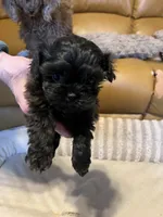 Female 1 pending, a female Shihpoo for sale in Ithaca, MI – Photo 2 of 5