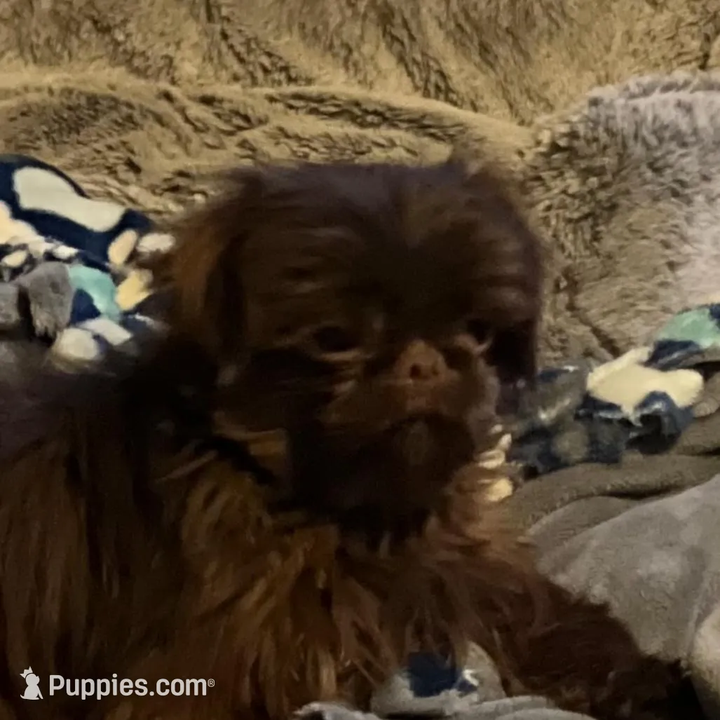 Female 1, a female Shihpoo for sale in Ithaca, MI – Photo 3 of 4