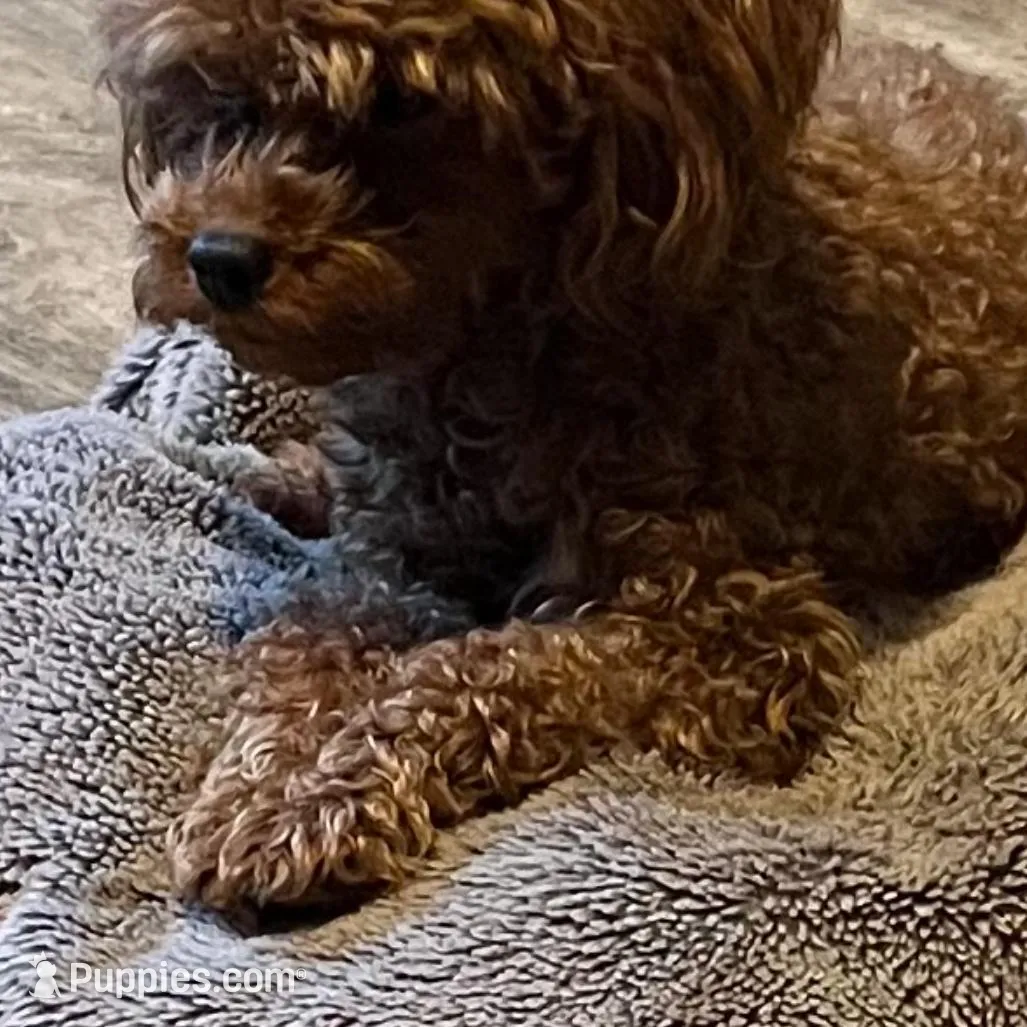 Female 1, a female Shihpoo for sale in Ithaca, MI – Photo 4 of 4