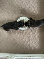 Female 1, a female Shihpoo for sale in Ithaca, MI – Photo 2 of 4