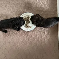 Female 1 pending, a female Shihpoo for sale in Ithaca, MI – Photo 3 of 5