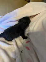 Shihpoo Black, a female Shih Tzu for sale in Ithaca, MI – Photo 3 of 5