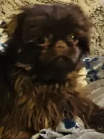 Shihpoo Black, a female Shih Tzu for sale in Ithaca, MI – Photo 4 of 5