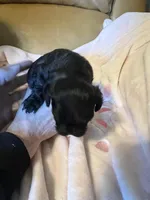 Shihpoo Black, a female Shih Tzu for sale in Ithaca, MI – Photo 2 of 5