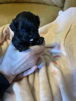 Shihpoo Black, a female Shih Tzu for sale in Ithaca, MI – Photo 1 of 5