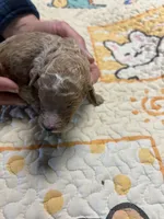 F1b 4 sold, a female Goldendoodle for sale in Ithaca, MI – Photo 3 of 3