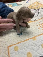 F1b 4 sold, a female Goldendoodle for sale in Ithaca, MI – Photo 1 of 3