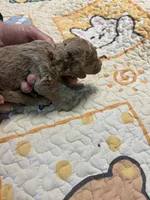 F1b 4 sold, a female Goldendoodle for sale in Ithaca, MI – Photo 2 of 3